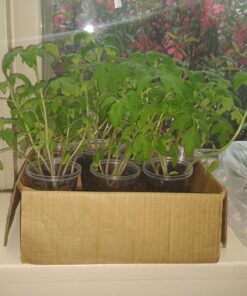 Burpee Super Sweet 100' Hybrid Cherry Tomato, 50 Seeds 30 71xTMAYYEBL