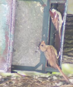 Celestron – Ultima 80 Angled Spotting Scope – 20-60x Zoom Eyepiece – Multi-Coated Optics for Bird Watching, Wildlife, Scenery and Hunting – Waterproof and Fogproof – Includes Soft Carrying Case Ultima 80 - 45° Spotting Scope 41 71xUdOtHBvL