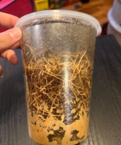 Josh's Frogs Producing Flightless Drosophila Hydei Fruit Fly Culture Black 18 71xWXb01ULL