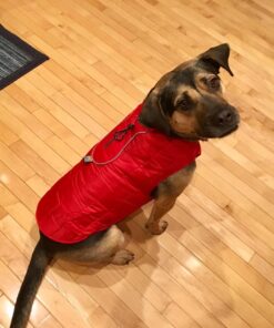 Kurgo Loft Dog Jacket, Reversible Dog Coat, Wear with Harness or Sweater, Water Resistant, Reflective, Winter Coat For Medium Dogs (Chili Red, M) Chili Red/Charcoal 57 71xX8gMRUxL