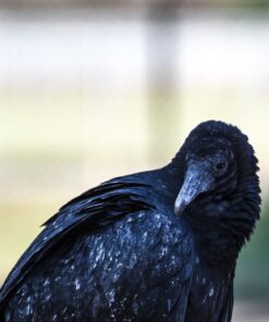 Nikon D750 FX-format Digital SLR Camera Body Body Only Base 68 71xXfYb6BcL