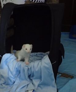 Pet Gear I-GO2 Roller Backpack, Travel Carrier, Car Seat for Cats/Dogs, Mesh Ventilation, Included Tether, Telescoping Handle, Storage Pouch 22.0"L x 13.5"W x 16.0"H 40 71xZ0cmNlrL