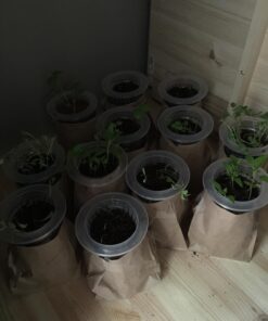 7 Varieties of Leafy Power Green Organic Seeds, Non-GMO Seeds for Planting, Heirloom Seeds - Spinach Seeds, Arugula, Kale, Lolla Rossa Lettuce Seeds, Buttercrunch, Gourmet Mix Lettuce, Swiss Chard 60 71xbCNotb7L 1