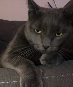 Purina Friskies Gravy Wet Cat Food , Meaty Bits - (24) 5.5 oz. Cans Chicken Dinner In Gravy, Gourmet Grill In Gravy, Beef In Gravy 5.5 Ounce (Pack of 24) 49 71xbazh4S0L