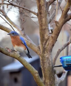 More Birds Dish SeedFeed, 1 Count (Pack of 1) 1 Count (Pack of 1) 41 71xbriu2BJL