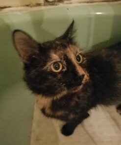 Bodhi Dog Anti Itch Spray | Natural Soothing Relief for Dry, Itchy, Bitten or Allergy Damaged Skin Treatment | Anti Itch Spray for Dogs & Cats | Made in USA (Oatmeal, 8 oz) 8oz 34 71xfu3jJEML