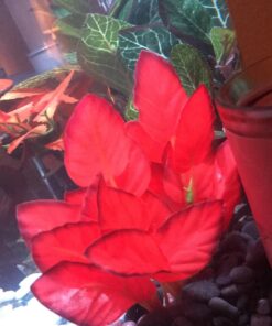 Marina Naturals Red Foreground Silk Plant – Fish Tank Decoration Mimics Live Aquarium Plants Red Small 30 71xg7GE43tL