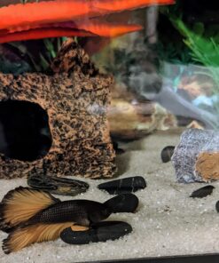 Ocean Nutrition Betta Pellets 2.65-Ounces (75 Grams) Jar 2.64 Ounce (Pack of 1) 28 71xht79rDeL