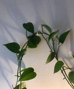 Command Small Decorating Clips, Damage Free Hanging Light Clips with Adhesive Strips, No Tools Small Wall Clips for Hanging Lights and Cables, 40 White Clips and 48 Command Strips 40 Clips 35 71xhyTQPVgL