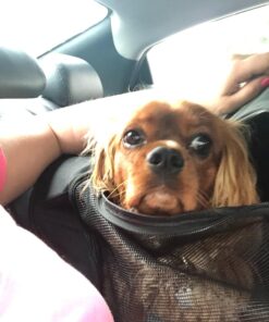 Pet Gear I-GO2 Roller Backpack, Travel Carrier, Car Seat for Cats/Dogs, Mesh Ventilation, Included Tether, Telescoping Handle, Storage Pouch 22.0"L x 13.5"W x 16.0"H 47 71xiJZpcyJL