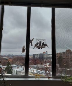 Wild Birds of Joy Window Bird Feeder with 4 Super Strong Suction Cups & Sliding Seed Tray, Large, Clear Acrylic, Easy Clean, Outdoor Bird Feeders, Outside View Up Close of Finch, Cardinal and Blue Jay 44 71xjAs2pG9L