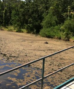 Healthy Ponds Blast Pond Water Cleaner, 5 Water Soluble Packets; Each Packet Treats Up To 2,500 Gallons 9 71xjKypmB4L