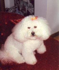 Pet Center Chick n Hide Dog Treats, 10-Pack 14 71xl4GtRrPL