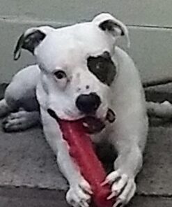 KONG - Squeezz Stick - Strong Squeaky Dog Toy, Squeaks even if punctured - For Large Dogs (Assorted Colors) 23 71xlJQAqaL