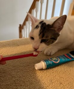 Petrodex Dental Care Kit for Cats, Cat Toothbrush and Toothpaste, Cleans Teeth and Fights Bad Breath, Reduces Plaque Tartar Formation, Malt Flavor, 2.5oz Toothpaste + Toothbrush 1 Count 25 71xlRD4unLL