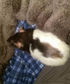 HYSEAS Flannel Fleece Throw Blanket Chocolate - Super Soft Plush Microfiber Solid Blanket for Couch, Bed, Chair, Sofa - Fuzzy Cozy Lightweight - 50x60 Inch Throw(50"x60") 28 71xnW9j3PBL