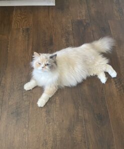 Royal Canin Persian Breed Adult Dry Cat Food, 7 lb bag 7 Pound (Pack of 1) 47 71xoFJJs8kL