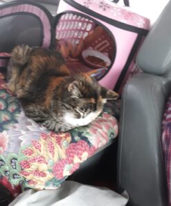 Purina Fancy Feast Dry Cat Food Filet Mignon Flavor with Seafood and Shrimp - 7 lb. Bag Filet Mignon, Seafood & Shrimp 7.00 Pound (Pack of 1) 37 71xogDSiK4L