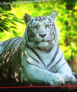 Epson Home Cinema 2045 1080p 3D Miracast 3LCD Home Theater Projector 51 71xojjtnjL