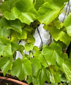 purifyou Reusable Produce Bags, Heavy Duty Double Stitched Washable Mesh Grocery Bag with Drawstring, Ideal for Farmers Market, Beach, and Refrigerator Storage, Set of 9 (XL, Large, Small) Set of 9 Mixed 35 71xpQVT4rZL