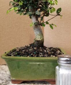 Brussel's Live Chinese Elm Outdoor Bonsai Tree - 5 Years Old; 6" to 8" Tall with Decorative Container Small CERAMIC POT 69 71xtLDdtPKL