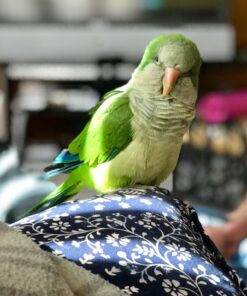 LAFEBER'S Premium Daily Diet Pellets Pet Bird Food, Made with Non-GMO and Human-Grade Ingredients, for Cockatiels, 5 lb Classic 5 Pound (Pack of 1) 15 71xtp3QlkOL