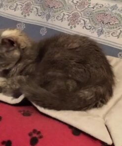 K&H Pet Products Self-Warming Crate Pad, Warming Dog Crate Bed, Machine Washable Dog Crate Mat, Gray X-Small 14 X 22 Inches 22.0"L x 14.0"W x 1.0"Th 42 71xu nRfOhL 2