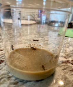 Insect Lore 5 Live Caterpillars Cup of Caterpillars Butterfly Kit Refill - Plus Butterfly Life Cycle Stages Toy Figurines - Shipped Now 74 71xx 5pZiL