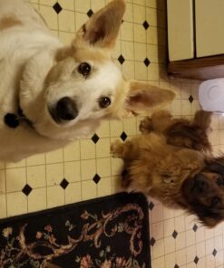 Fruitables Dog Treats Pumpkin & Apple Flavor, 7 oz 7 Ounce (Pack of 1) Pumpkin and Apple 24 71xz45 fJ6L