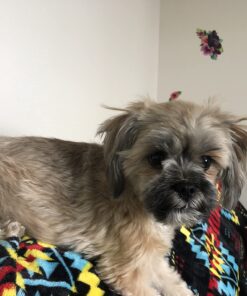 Maxshop Dog Grooming Kit, Low Noise Rechargeable Dogs Shaver Clippers Electric Quiet Dog Hair Trimmer for Dogs and Cats with Comb Guides Scissors Nail Kits (Gold Black) Gold Black 76 71xzH6CCIuL