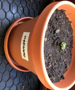 (12) Variety Pack Herb Garden Seeds | Basil, Cilantro, Parsley & More | ~4,000 Non GMO Heirloom Seeds | Survival Food for Survival Kits Gardening Gifts & Emergency Supplies by Open Seed Vault Herb Kit 12 pack 35 71xzVBxyQmL 1