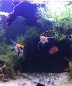 Current USA 36-48" Inch Orbit Marine LED Saltwater Reef Marine Aquarium Light | 24 Hour IR Lighting & eFlux Wave Pump Control | Adjustable Color Spectrum for Fish Tank (4102) Black 36 to 48-Inch 35 71y 90yMV0L 3