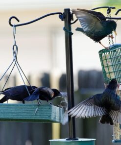 Woodlink Going Green Platform Bird Feeder Model GGPLAT 53 71y0P wG9EL