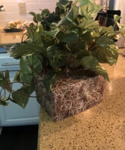Nearly Natural 15in. Pothos Ledge Plant (Set on Foam) Silk Plant,Green 47 71y3EdkbhL