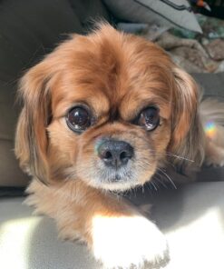 PURINA Busy Made in USA Facilities Small/Medium Dog Bones, Original - 10 ct. Pouch 10 Count (Pack of 1) 34 71y4rgaSCQL