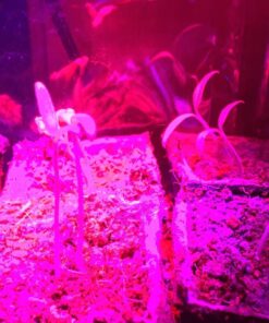 Outtled Diateklity 12W Hydroponic LED Plant Grow Light with E27 Socket 24 71y6w8FMILL