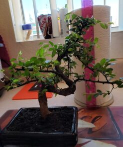 9GreenBox Chinese Elm Bonsai Tree Style 8 65 71y8PmoJqHL