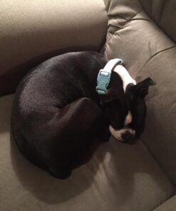 Blueberry Pet Soft & Safe 3M Reflective Neoprene Padded Adjustable Dog Collar - Baby Blue Pastel Color, Medium, Neck 14.5"-20" 53 71y8VlvOT2L 2