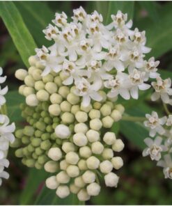 Seed Needs, Swamp Milkweed Seed Packet Collection (2 Varieties of Asclepias for Planting and Attracting Monarch Butterflies) Heirloom, Untreated & Open Pollinated 26 71yAueShD8L
