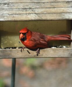 Nikon 70-300 mm f/4-5.6G Zoom Lens with Auto Focus for Nikon DSLR Cameras 43 71yBtizCcwL