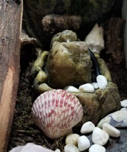 Exo Terra Reptile Fountain,Brown 11 71yFCxYvgEL