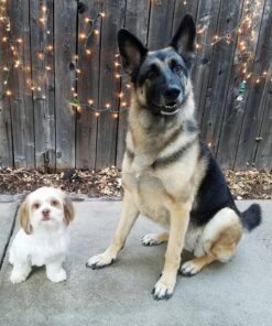 GREENIES TEENIE Natural Dog Dental Care Chews Oral Health Dog Treats Fresh Flavor, 12 oz. Pack (43 Treats) Mint Fresh 43 Count (Pack of 1) 39 71yGzCRUFtL