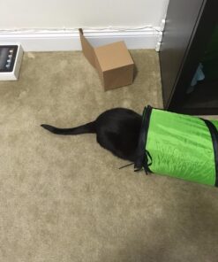 Petmate Jackson Galaxy Cat Crawl Solid Tunnel, Green/Orange 34 71yJLsfDemL