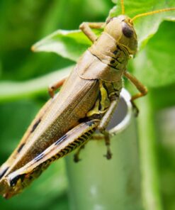 OM SYSTEM OLYMPUS M.Zuiko Digital 40-150mm F4.0-5.6 R Black For Micro Four Thirds System Camera, 3.75x Zoom Lens, Portable Design Standard Packaging 67 71yLWaJi cL