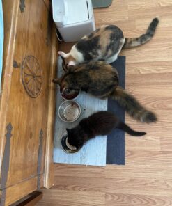 IAMS PROACTIVE HEALTH Healthy Kitten Dry Cat Food with Chicken Cat Kibble, 16 lb. Bag Dry Food 16.00 Pound (Pack of 1) 43 71yNTpT pEL