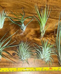 Air Plants Tillandsia Assortment 10 Pack Easy Houseplants for Beginners Small to Medium 1.5"-6"+ 22 71yPACHg0sL