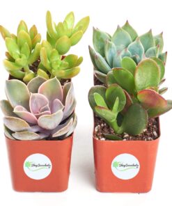 Shop Succulents Unique Succulent Plant Pack Collection - Live Mini Succulent Plants, Low Maintenance, Exceptional Colors & Textures - Wedding and Party Favors, Gift & Garden, Pack of 4 4-Pack Succulent Packs 23 71yULQjF4cL