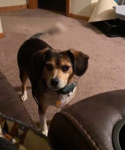 UPGRADED Q6 Rechargeable Bark Collar - Smart Barking Detection Module w/Triple Stop Anti-False Modes: Beep/Vibration/Shock for Small, Medium, Large Dogs & Breeds - IPx7 Waterproof (15-120 LBS) 45 71yXF vD4EL