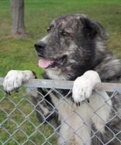 Milk-Bone Soft & Chewy Dog Treats, Beef & Filet Mignon Recipe, 25 Ounce Original 25 Ounce (Pack of 1) 36 71yZCEsyUzL