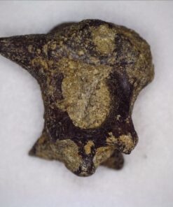 Celestron - 5 MP Digital Microscope Pro - Handheld USB Microscope Compatible with Windows PC and Mac - 20x-200x Magnification - Perfect for Stamp Collecting, Coin Collecting Handheld Digital Microscope Pro 94 71yZSjWPX7L